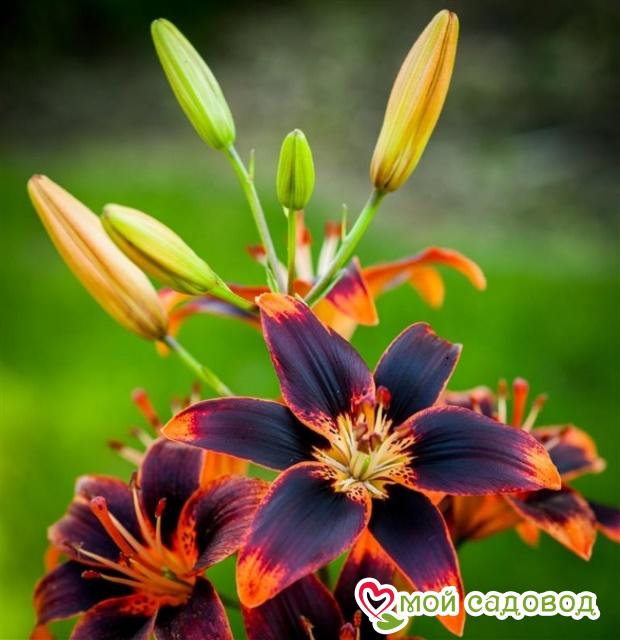 Лилия азиатская Форевер Сьюзан