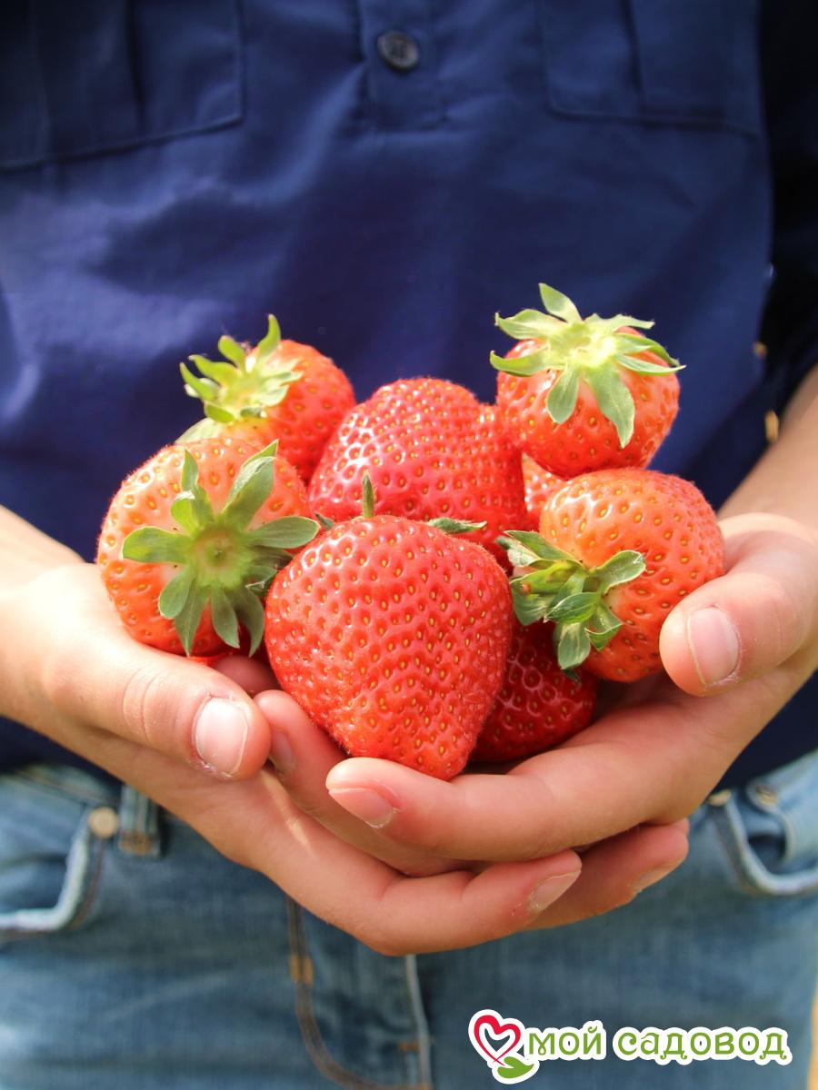 Клубника Верди