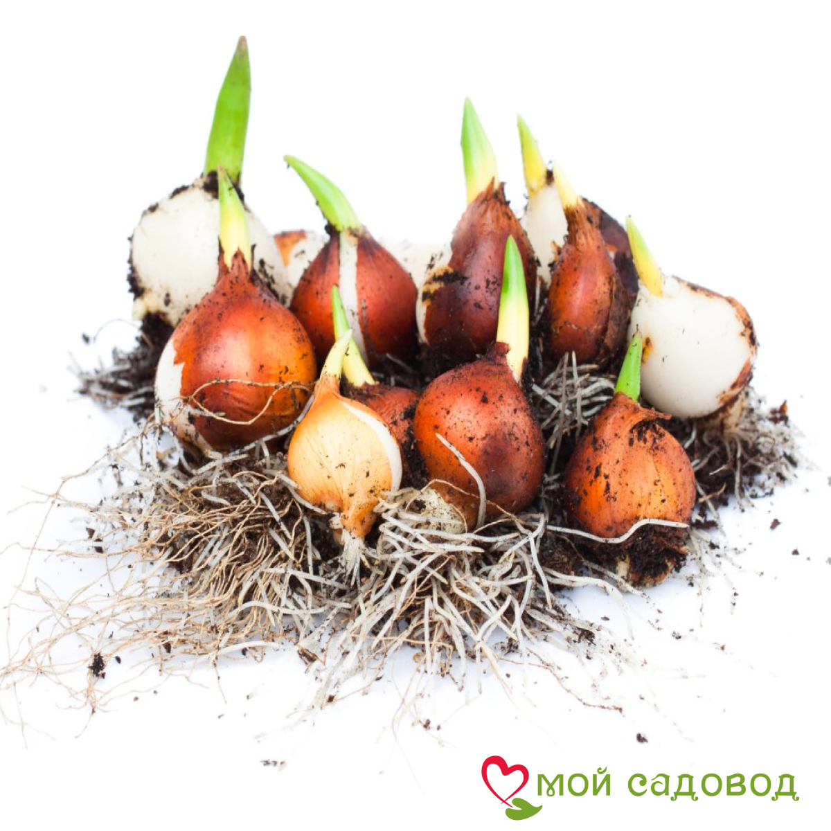 Тюльпан Шелк Нуар