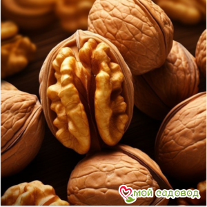 Грецкий Орех Краснодарец